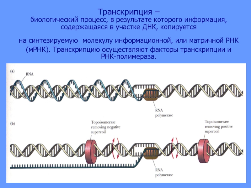 Создание транскрипции. Процесс транскрипции в биологии. Процесс транскрипции ДНК. Транскрипция ДНК В РНК процесс. Результат процесса транскрипции.