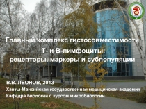 Главный комплекс гистосовместимости
Т- и В-лимфоциты:
рецепторы, маркеры и