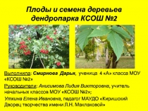 Плоды и семена деревьев дендропарка КСОШ №2