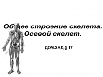 Общее строение скелета.
Осевой скелет.
ДОМ.ЗАД.§ 17