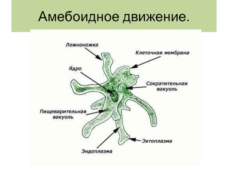 Что обозначено на рисунке цифрой 3 ложноножка цитоплазма пищеварительная вакуоль