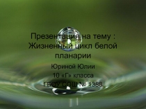 : Жизненный цикл белой планарии