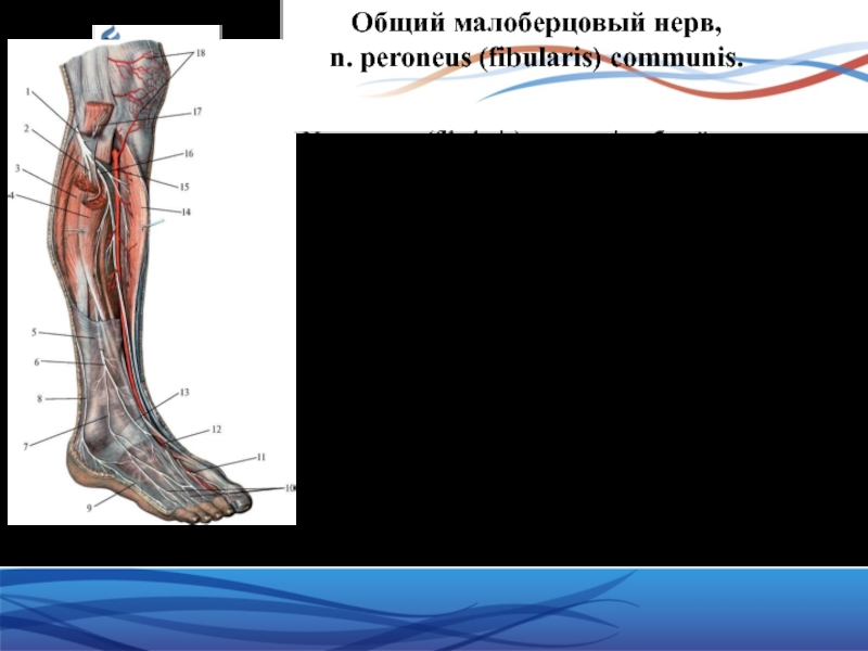 Малоберцовый нерв. Общий малоберцовый нерв. Peroneus нерв. Ход n peroneus communis. Нерв Перонеус коммунис.