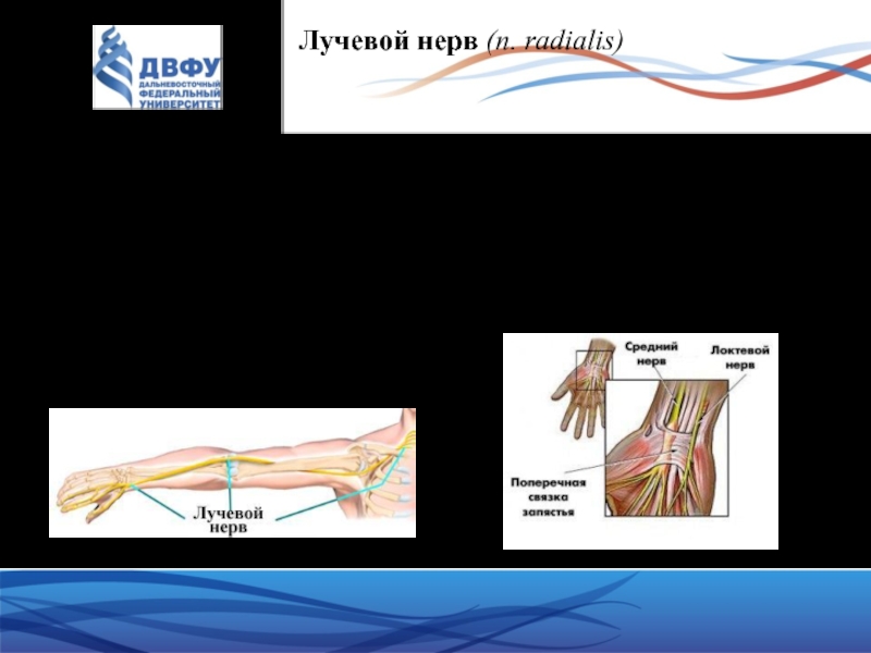 Лучевой нерв фото