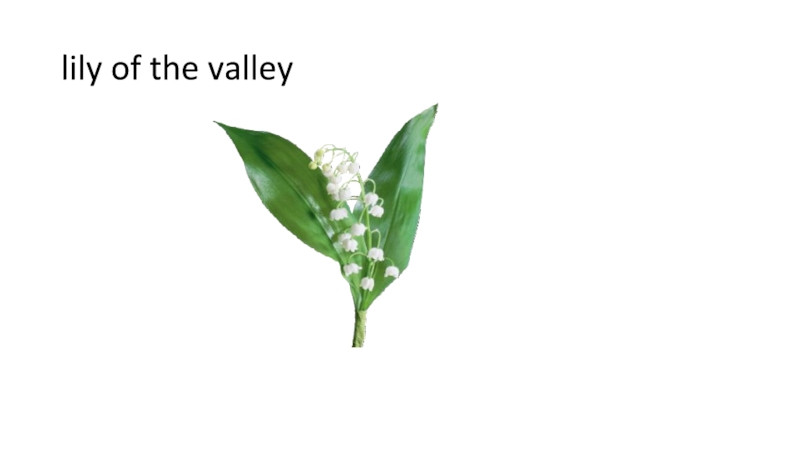 Карта lily of the valley