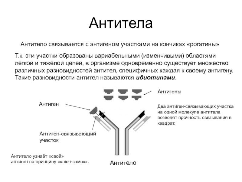 Токсины антигены. Белки антитела и антигены. Антиген и антитела что образуют. 1. Система антитело – антиген.. Схема антиген антитело.