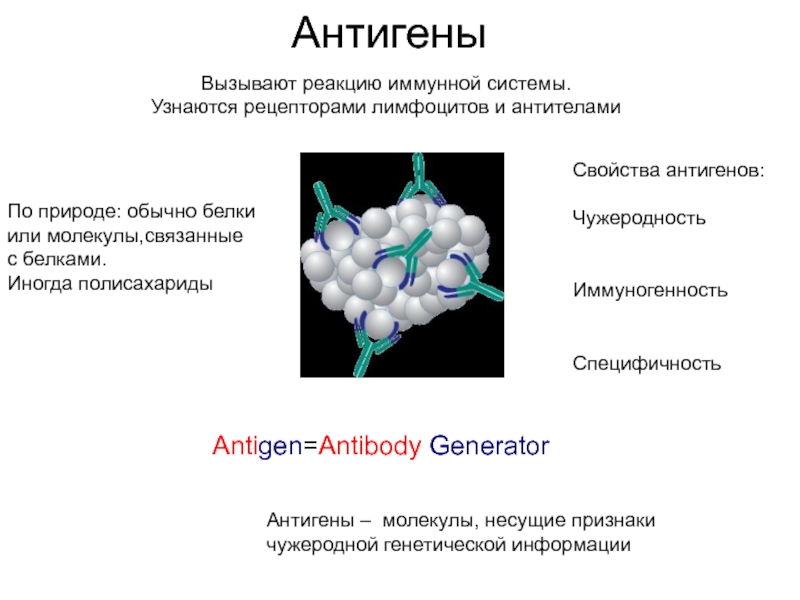 Выработка антигенов