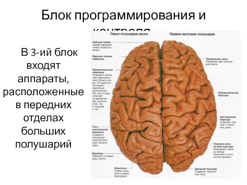 Функциональные блоки мозга. Структурное строение блоков мозга таблица. Блоки мозга. Блоки головного мозга и их функции. Блок программирования мозга.