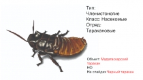 Тип: Членистоногие
Класс: Насекомые
Отряд: Таракановые
Объект: Мадагаскарский