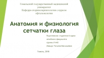 Анатомия и физиология сетчатки глаза