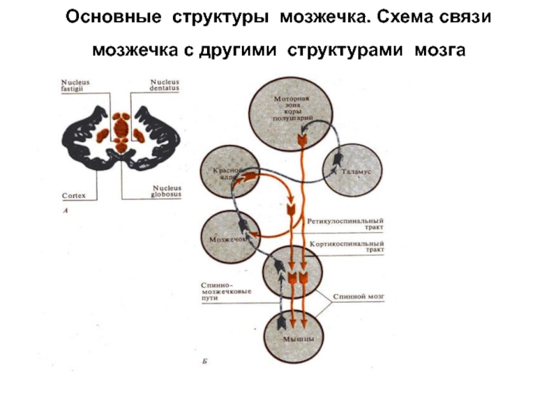 Какие центры в мозжечке. Схема основных межнейронных связей мозжечка. Афферентные пути мозжечка схема. Связь мозжечка с другими структурами нервной системы. Схема связи мозжечка с другими структурами ЦНС.
