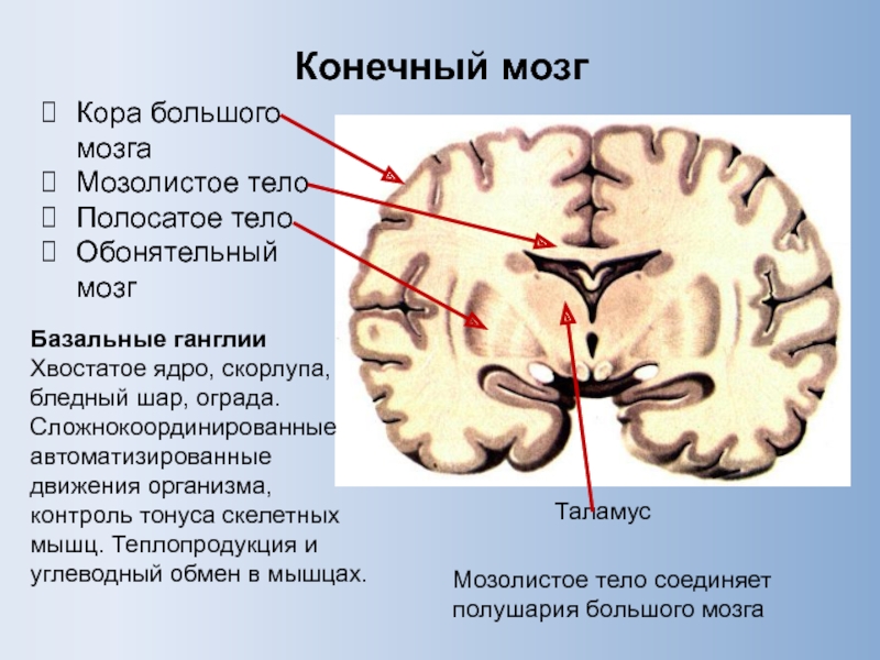 Сера мозга