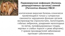 Парвовирусная инфекция (болезнь репродуктивных органов) свиней ( Parvovirus
