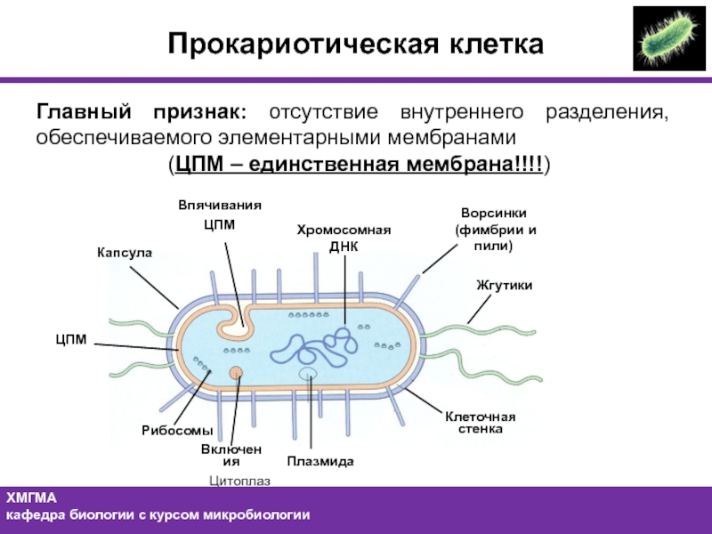 У прокариот отсутствуют. Строение бактериальной клетки прокариот. Строение прокариотической бактериальной клетки. Структура прокариотической клетки. Прокариотическая клетка бактерии.