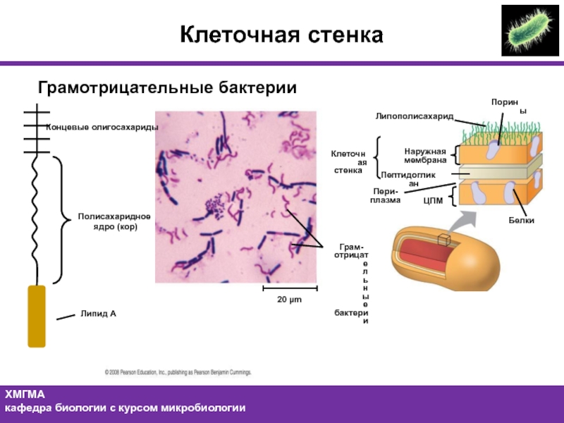 Е клетки. Строение стенки грамм отрицательные бактерии. Клеточная стенка грам+ и грам- бактерий. Клеточная стенка грам бактерий. Строение грамм отрицательные бактерии.