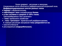 Геном эукариот: регуляция и эволюция.
Специализация клеток объясняется