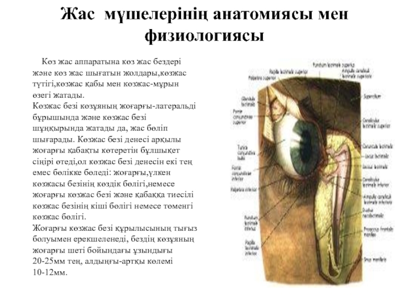 Мойыл көз текст. Көз анатомиясы презентация. Көз текст. Коздун анатомиясы суроту.