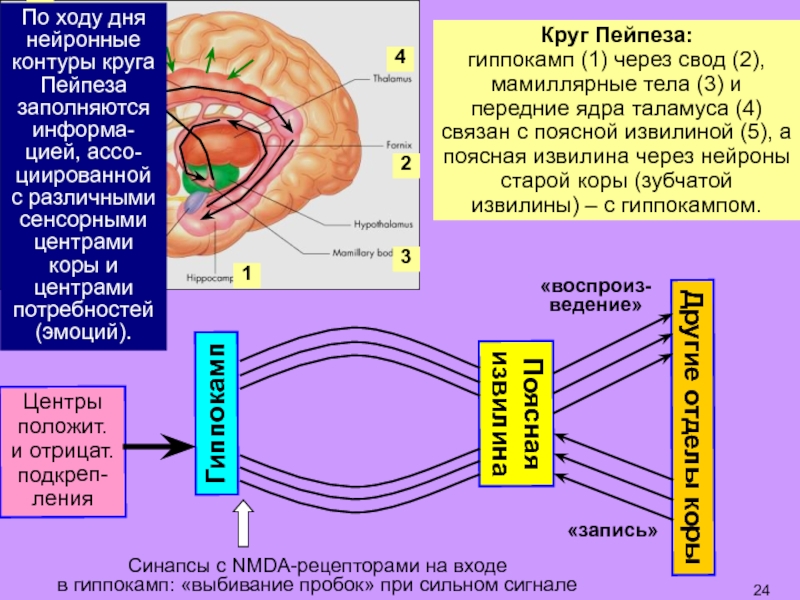 Ход дня. Мамиллярные тела. Проведения сигнала в круге Пейпеза:. Составляющие структуры круга Пейпеза. Свод идет из мамиллярных тел в лимбические ядра таламуса.