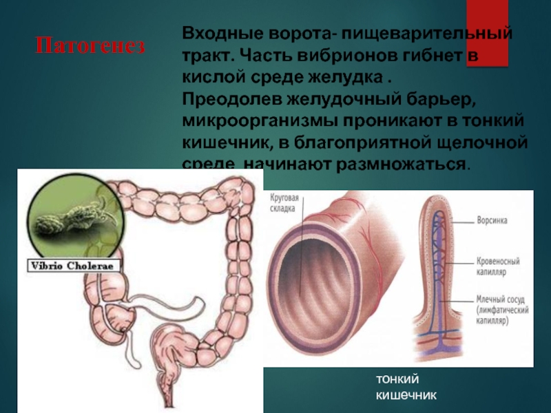 Среда в желудке. Входные ворота желудка. Пищеварительный тракт входные ворота. Входные ворота инфекции - это пищеварительный тракт и. В желудке среда.