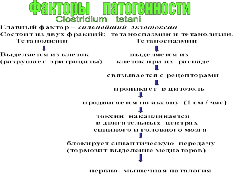 1.Номенклатура:
Francisella tularensis
2.Маленькие, кокковидные палочки, иногда Факторы патогенностиClostridium tetani Факторы патогенностиClostridium tetani