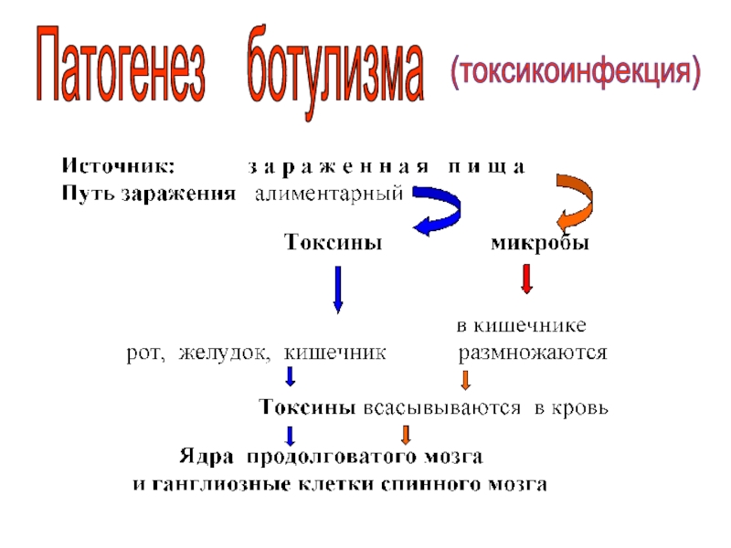 1.Номенклатура:
Francisella tularensis
2.Маленькие, кокковидные палочки, иногда Патогенез ботулизма(токсикоинфекция) Патогенез ботулизма(токсикоинфекция)