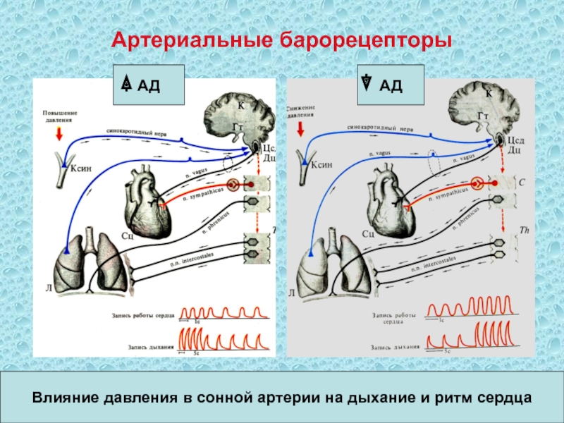 Обозначьте на рисунке и назовите часть мозга контролирующую частоту сердечных сокращений и дыхание