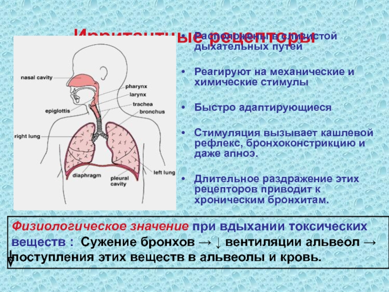 Дыхательная система плоские