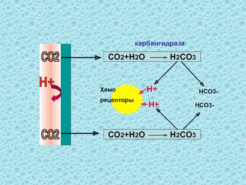 Zn hco3. Hco3. Hco3 h2co3. Гидролиз н2со2 карбангидраза. А2 рецепторы.