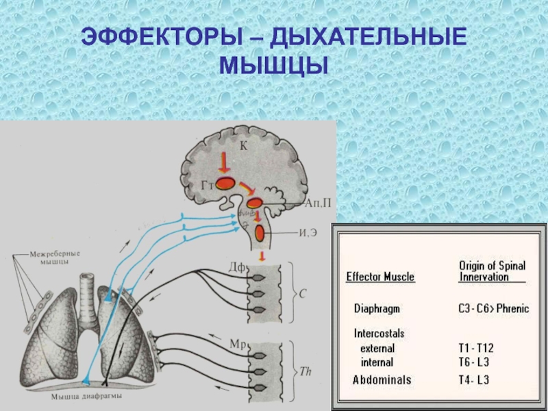 Рефлекторная активация центра вдоха схема