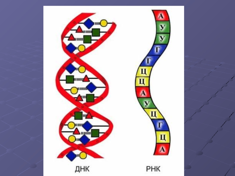 Рисунок молекулы рнк. Строение молекулы ДНК И РНК. Структура молекулы ДНК И РНК. Структура ДНК И РНК. Схема строения ДНК И РНК.