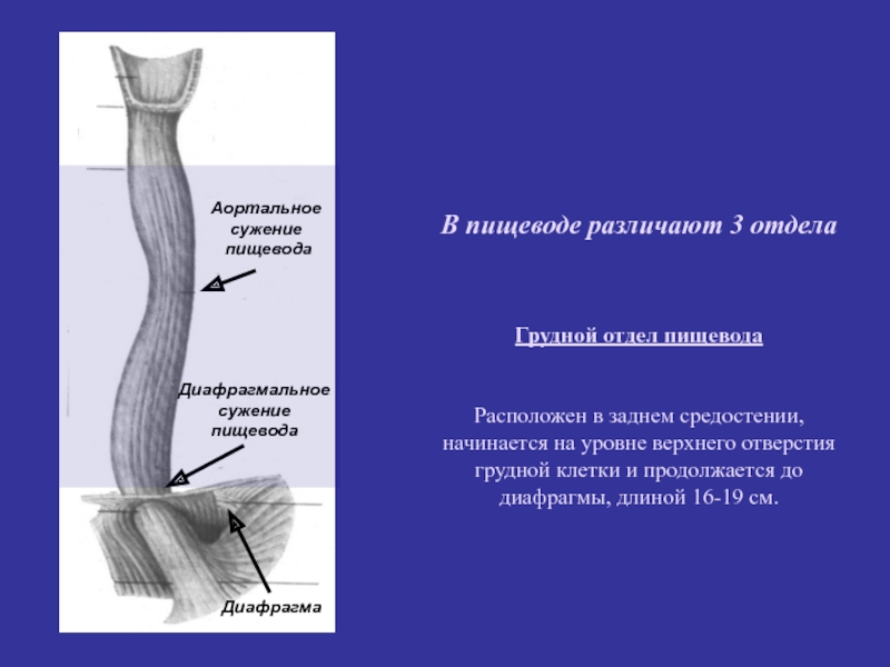 Лучевая диагностика пищевода презентация