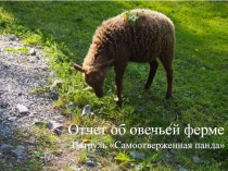 Отчет об овечьей ферме