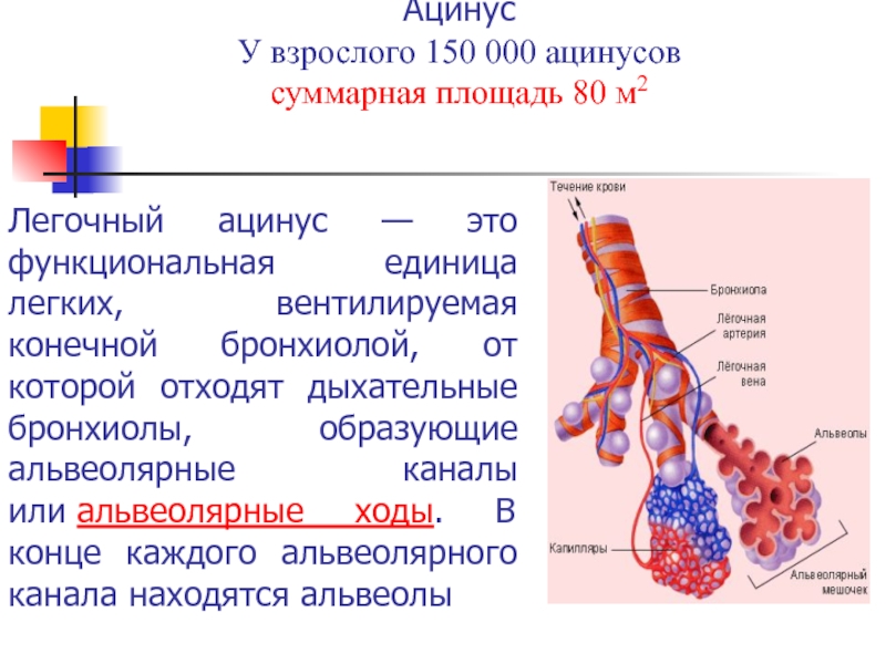 Ацинуса легкого схема