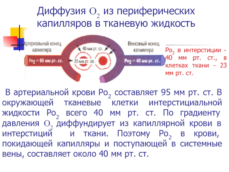 Диффузия в дыхании. Диффузия крови. Диффузия кислорода в тканевую жидкость. Диффузия дыхания физиология. Ограничение диффузии.