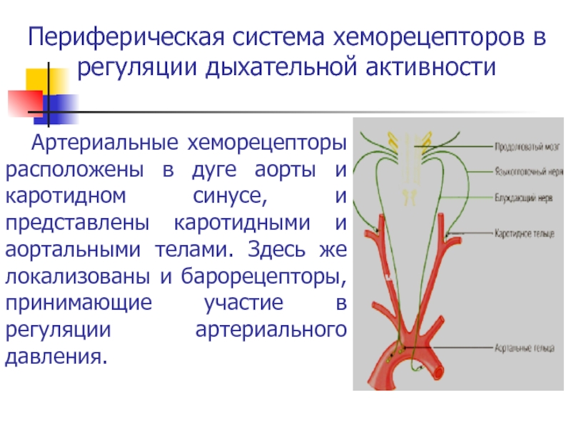 Хеморецепторов дуги аорты