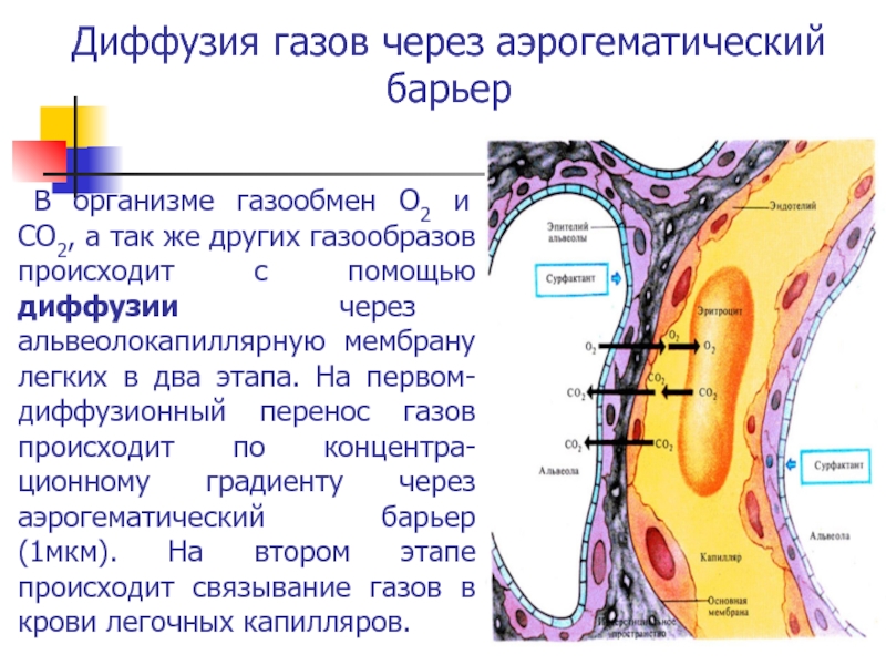 Аэрогематический барьер схема