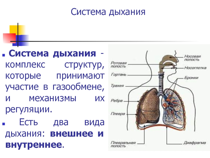 Какие органы принимают участие в дыхании. Строение система органов дыхательная система. Строение системы органов дыхания человека. Строение и функции органов дыхательной системы. Физиология дыхательной системы схема.