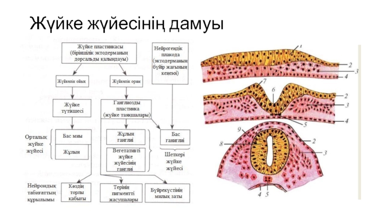 СӨЖ Тақырыбы : Жүйке жүйесінің даму ерекшеліктері. Сезім мүшелері құрылысының Жүйке жүйесінің дамуы Жүйке жүйесінің дамуы