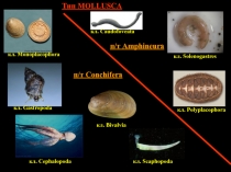 п/т Conchifera
п/т Amphineura
кл. Monoplacophora
кл. Gastropoda
кл