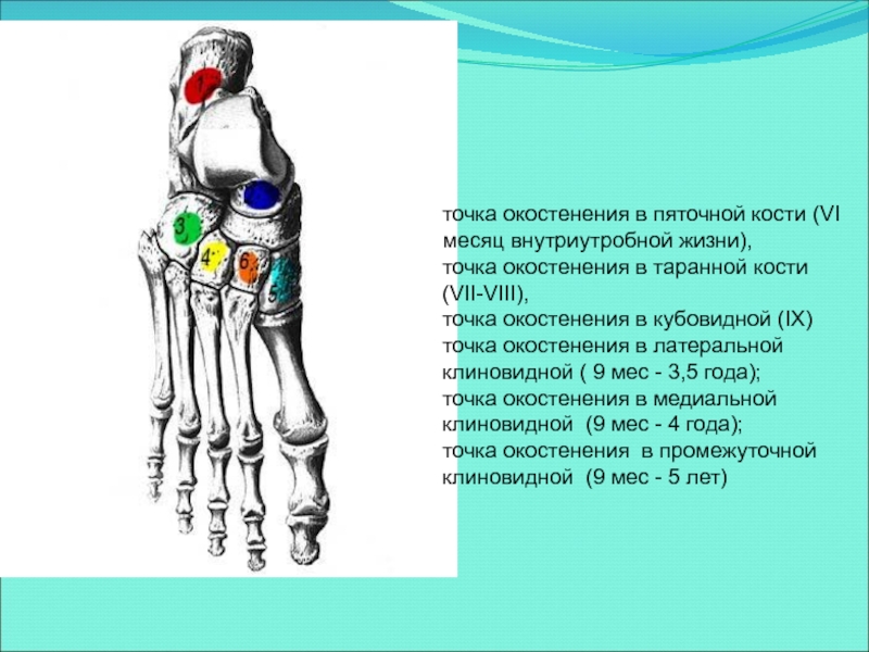 Срок кости. Точки окостенения костей предплюсны. Точки окостенения костей стопы. Порядок окостенения костей предплюсны. Точки окостенения костей предплюсны схема.