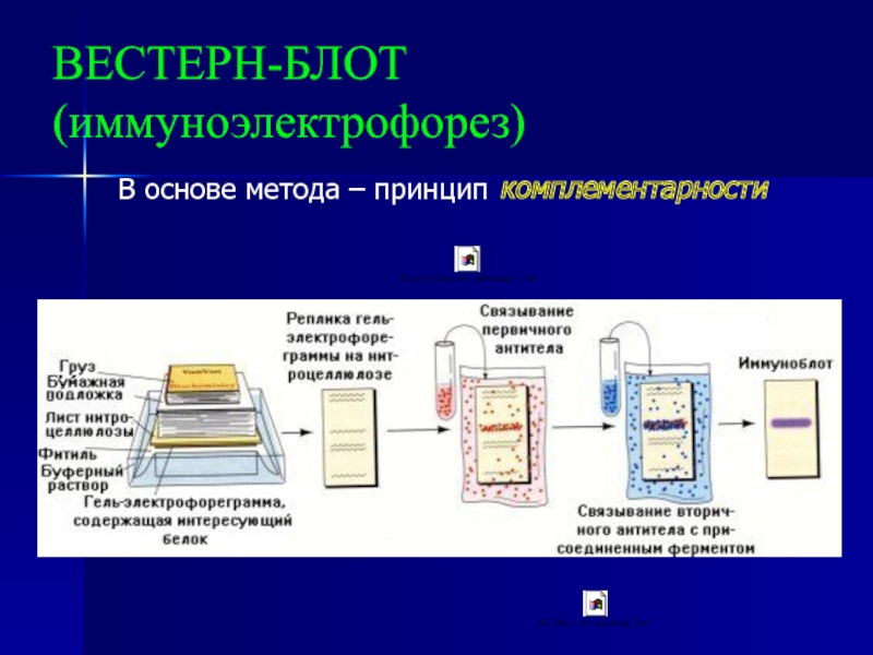 Иммуносенсорные методы презентация