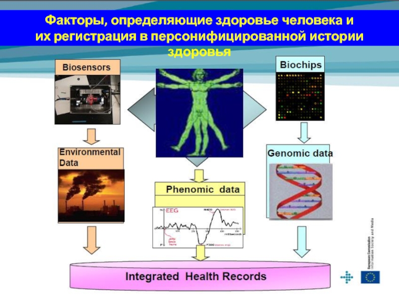 Факторы определяющие здоровье человека. Факторы определения здоровья человека. Основной фактор определяющий здоровье человека. Основным фактором, определяющим здоровье человека, является:.