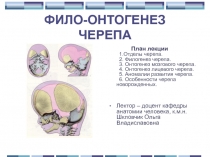 ФИЛО-ОНТОГЕНЕЗ ЧЕРЕПА