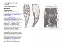1-эукариотическая клетка 2-бокаловидный мукоцит