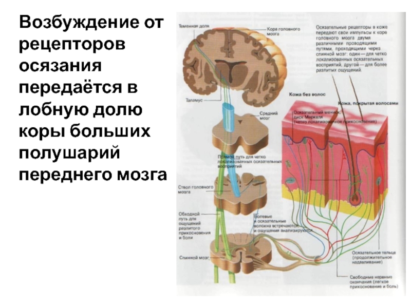 Составить схему осязательного анализатора