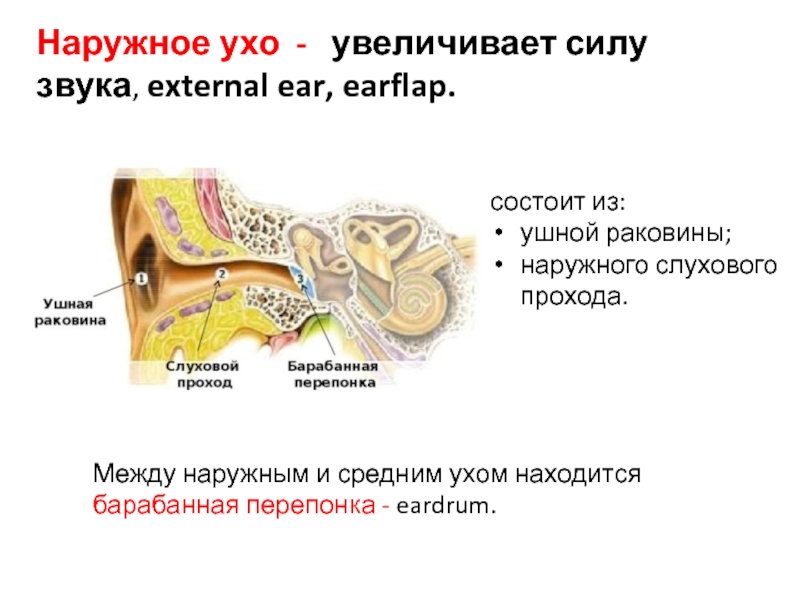 В среднем ухе расположены молоточек. Наружное ухо барабанная перепонка. Наружное ухо ушная раковина слуховой проход барабанная перепонка. Наружное ухо отделено от среднего уха. Среднее ухо состоит из ушной раковины и наружного слухового.