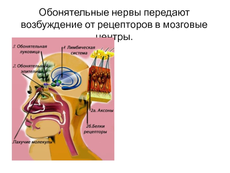 Обонятельные рецепторы. Аксоны обонятельных рецепторов. Обонятельный Рецептор физиология. Обонятельный Рецептор физиология человека. Обонятельный и зрительный нервы.