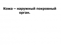 Кожа – наружный покровный
орган