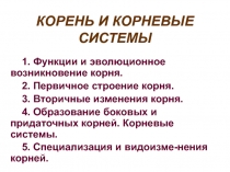 КОРЕНЬ И КОРНЕВЫЕ СИСТЕМЫ