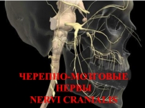 ЧЕРЕПНО-МОЗГОВЫЕ НЕРВЫ NERVI CRANIALIS